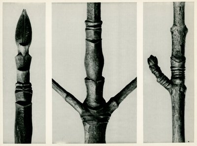 Cornus Nuttalli, 1929 door Karl Blossfeldt